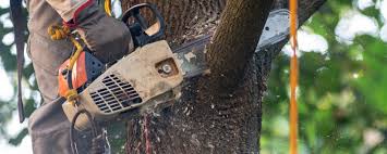 Best Tree Removal  in Peshtigo, WI