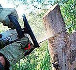 Best Storm Damage Tree Cleanup  in Peshtigo, WI