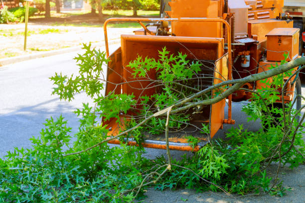 Best Lawn Dethatching  in Peshtigo, WI