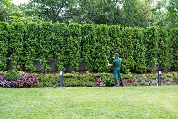 Best Lawn Renovation and Restoration  in Peshtigo, WI