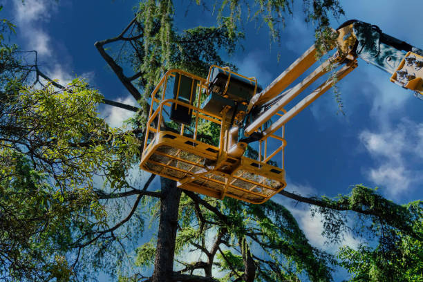 Best Tree and Shrub Care  in Peshtigo, WI