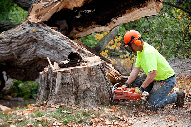 Peshtigo, WI Tree Services Company