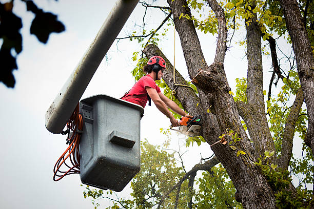How Our Tree Care Process Works  in  Peshtigo, WI