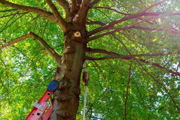 Best Emergency Tree Removal  in Peshtigo, WI